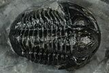 Detailed Gerastos Trilobite Fossil - Morocco #311233-1